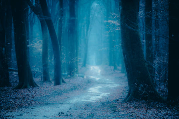 istock Path through a misty forest during a foggy winter day 1084045376