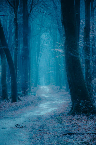 istock Path through a misty forest during a foggy winter day 1084045568
