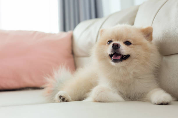 cucciolo bianco pomeranian cane simpatico animale domestico sorriso felice in casa con sedile divano arredamento interno arredamento in soggiorno - lanuginoso foto e immagini stock