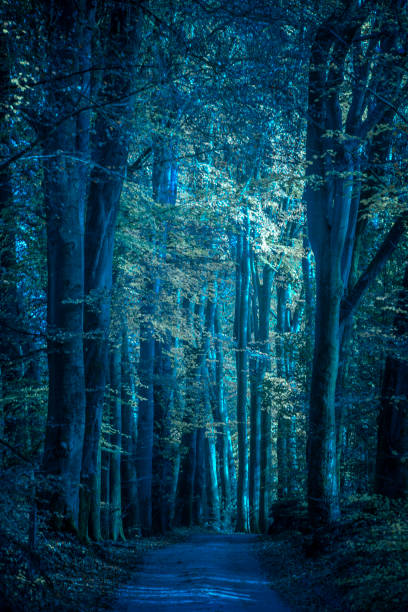 istock Path through a misty forest during a foggy winter day 1084045710