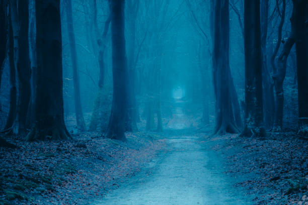 istock Path through a misty forest during a foggy winter day 1084045822