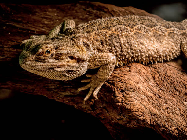 istock Bearded dragon freeze itself and looking at you 1084046162