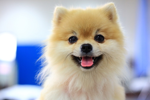 Portrait of Happy Pomeranian dog