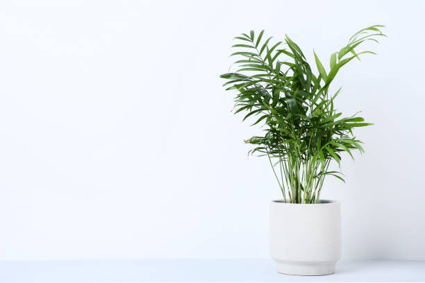istock Green plant in pot on gray background 1084048850
