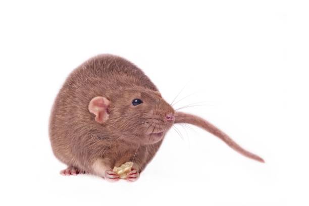 istock Cute rodent looking sideways and eating food. Isolated on white background. 1084050672