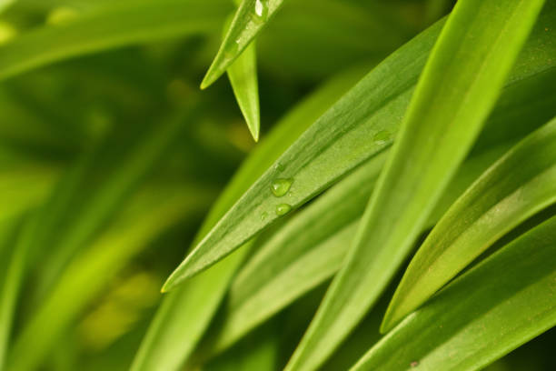 istock Green leaf with beautiful green background in early morning 1084053636