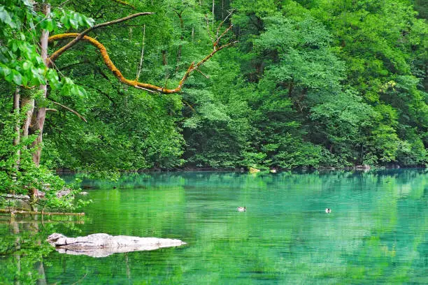 emerald turquoise pond lake with density greeen leaves tree rain forest