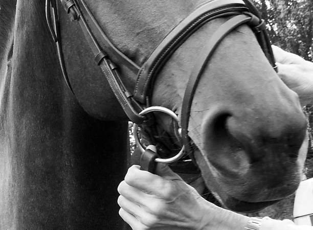 istock stirrups on a horse 1084054202