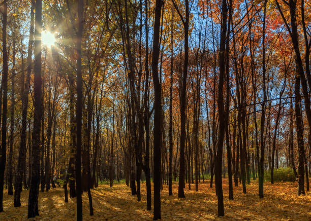 istock Big fall trees sunbeam on sky above the autumn trees in the forest 1084054552