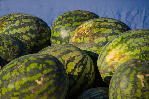 A bunch of whole watermelons, green stripes. Harvesting.