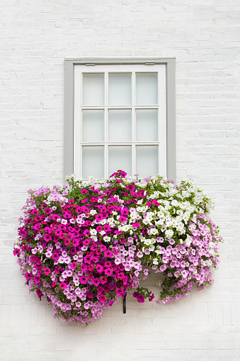 White brick wall with one window and flowers in flower box. I took this photo in the Netherlands during summer season. In Holland people like to decorate there houses with beautiful and colorful summer flowers. Clearly this adds bright colors to the white brick wallof this house.