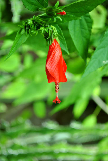 istock Hibiscus rosa-sinensis flower 1084057828