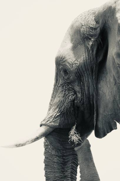 istock The King of Botswana 1084060490