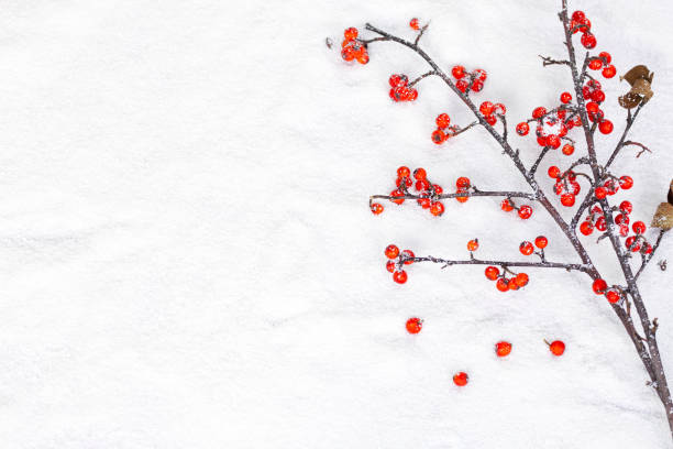 istock Christmas Holly Twig and red berry 1084064048