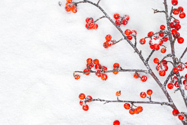 istock Christmas Holly Twig and red berry 1084066388
