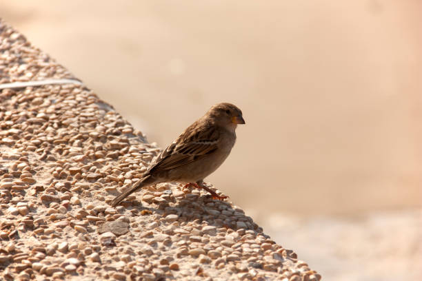 Sparrow sitting on a fence of small stones. The background is blurred. Sparrow was shot close-up. He has a curious look.