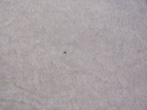istock The towel and the spider 1084068306