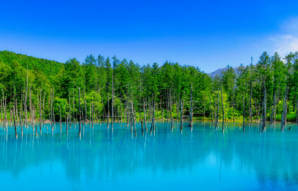 Blue pond (Aoiike) with water reflection and beautiful blue cloudy sky, Biei, Hokkaido, Japan Blue pond (Aoiike) with water reflection and beautiful blue cloudy sky, Biei, Hokkaido, Japan shirogane blue pond stock pictures, royalty-free photos & images