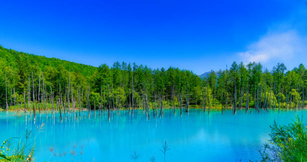 Blue pond (Aoiike) with water reflection and beautiful blue cloudy sky, Biei, Hokkaido, Japan Blue pond (Aoiike) with water reflection and beautiful blue cloudy sky, Biei, Hokkaido, Japan biei town stock pictures, royalty-free photos & images