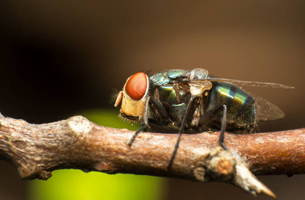 istock insect fly macro photography. 1084071576