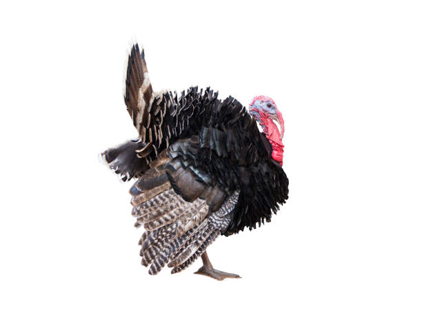 istock turkey isolated on the white background. 1084071610