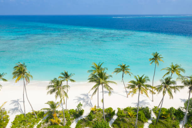 istock Palm Tree Beach with white Sand, Turquoise Water, Maldives 1084073124