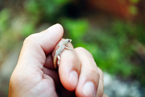 Gecko is resting on the finger of a hand. Extreme closeup.