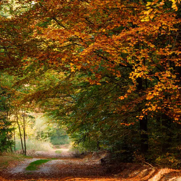 Charming Autumn country road in misty forest light