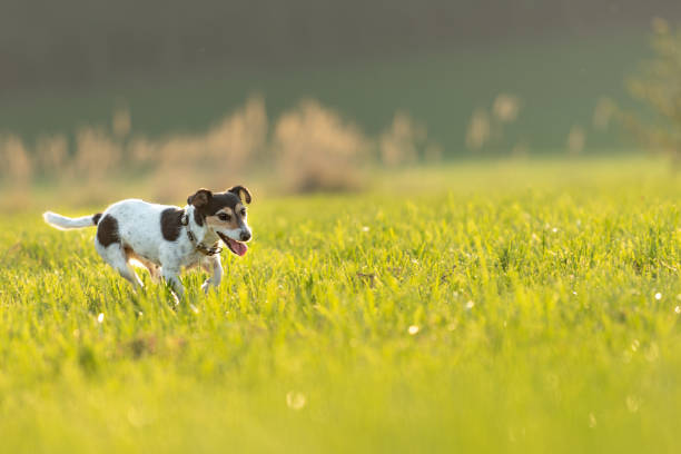 Jack Russell is running over a meadow in summer an back light small dog runs and flies over a green meadow in backlight in summer in backlight - Jack Russell Terrier Hound 9 years old agility animal canine sports race stock pictures, royalty-free photos & images