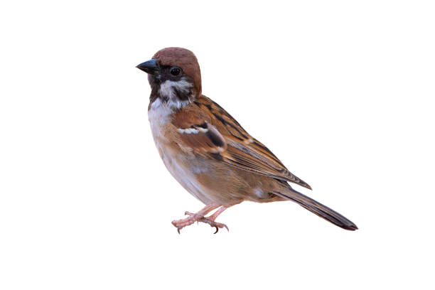 istock House sparrow isolated on white background 1084081228