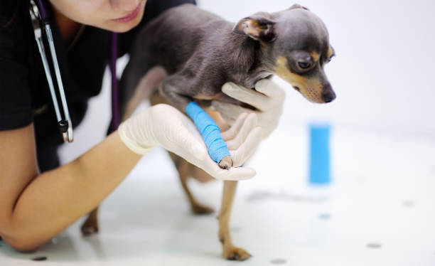 medico veterinario femmina con dog terrier che guarda le radiografie durante l'esame in clinica veterinaria - vet x ray veterinary medicine x ray image foto e immagini stock