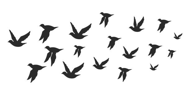 Flock of doves or pigeons black silhouette in flying. Vector flat illustration of bird migration isolated on white background. Doves or pigeons silhouette vector icon set. starling stock illustrations