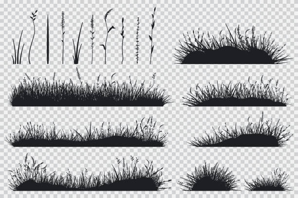 ilustraciones, imágenes clip art, dibujos animados e iconos de stock de silueta de la hierba de negro. conjunto de vectores de plantas del prado aislado sobre fondo transparente. - grass