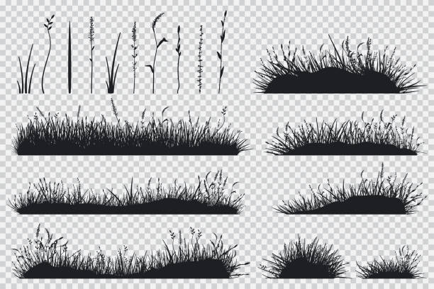 травяной черный силуэт. векторный набор луговых растений изолирован на прозрачном фоне. - grass family stock illustrations