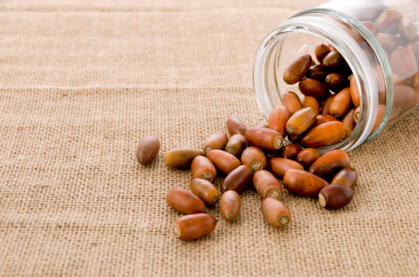 istock Glass jar with acorns on burlap background 1084084712