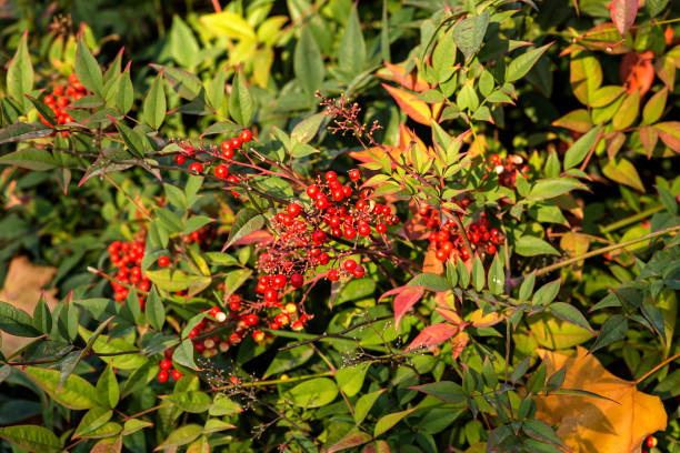 istock Shrub Aucuba japonica with small red fruit 1084087480