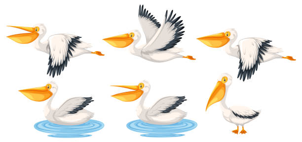 ilustrações, clipart, desenhos animados e ícones de conjunto de caracteres do pelicano - pelicano