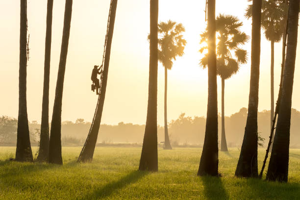 istock Men are climbing the Palm in the morning. 1084092024