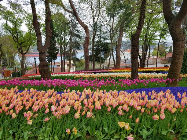 istock Colourful tulip garden 1084096196