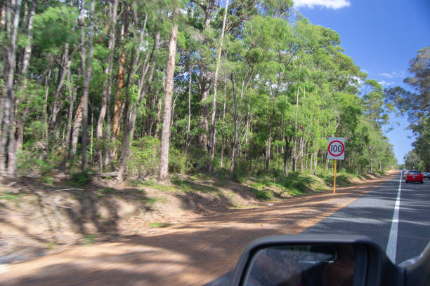 istock Road trip landscape full of trees 1084098256