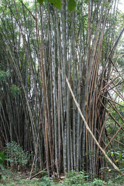 istock Details of bamboo trunks 1084100670