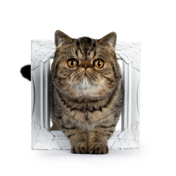istock Adorable black tabby Exotic Shorthair cat kitten, standing through a white photo frame. Looking at camera with big round orange eyes. Isolated on a white background. 1084103058
