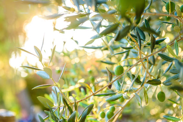istock Olives on olive tree branch with sunshine in background. 1084103404