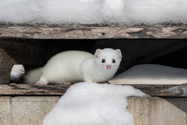 Stoat surprised by camera in its hideout White weasel in winter looking right at camera stoat mustela erminea stock pictures, royalty-free photos & images