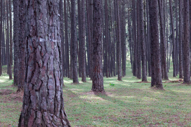 istock Beautiful Forest of Pine trees 1084106824