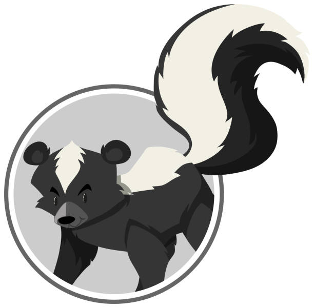 illustrations, cliparts, dessins animés et icônes de un modèle d’autocollant de skunk - mouffette