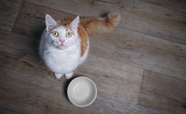 かわい��いトラ猫カメラに探していると、料理を待ちます。コピー スペースと高角度のビュー。 - beautiful red fur small ストックフォトと画像