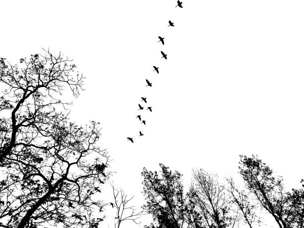 istock Black and white geese silhouettes in the sky 1084114344
