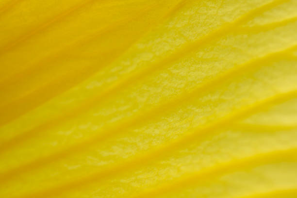istock Yellow flower petals in close-up view. 1084115116