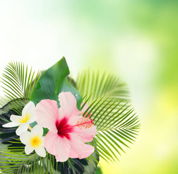 tropical fresh flowers and leaves - fresh hibiscus and frangipani flowers and exotic tropical leaves on green bokeh background